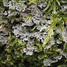 Attēlu rezultāti vaicājumam “Physconia enteroxantha”