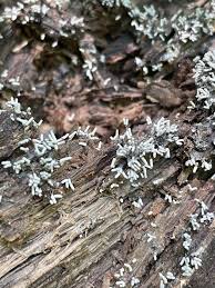 Attēlu rezultāti vaicājumam “Arcyria globosa stalked”
