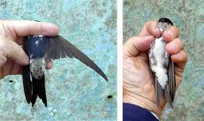 Attēlu rezultāti vaicājumam “Delichon urbicum juvenile”