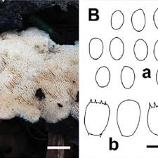 Attēlu rezultāti vaicājumam “Oxyporus corticola”