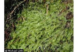 Attēlu rezultāti vaicājumam “Chiloscyphus pallescens”