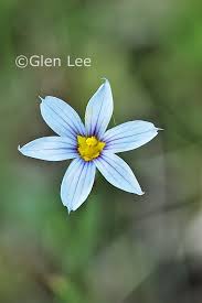 Attēlu rezultāti vaicājumam “Sisyrinchium montanum”