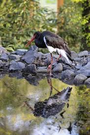 Attēlu rezultāti vaicājumam “Ciconia nigra nest”