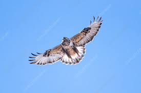 Attēlu rezultāti vaicājumam “Buteo lagopus adult”