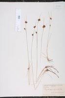 Attēlu rezultāti vaicājumam “Rhynchospora fusca”