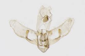 Attēlu rezultāti vaicājumam “Agonopterix hypericella”