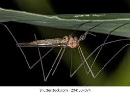 Attēlu rezultāti vaicājumam “Limoniidae”