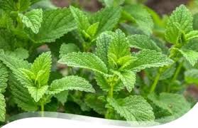 Image result for Melisse