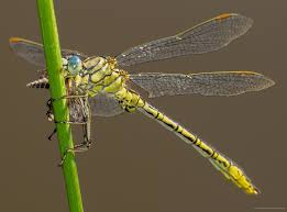 Attēlu rezultāti vaicājumam “Gomphidae”
