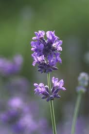Image result for Lavendel