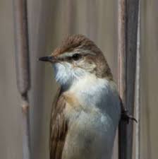 Image result for Acrocephalus agricola