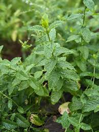 Attēlu rezultāti vaicājumam “Mentha arvensis leaf”