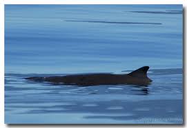 Image result for Kogia breviceps