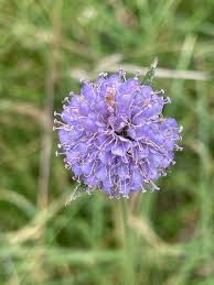 Image result for Succisa pratensis