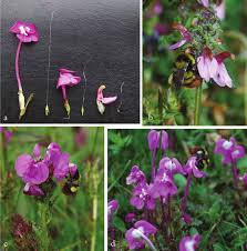 Attēlu rezultāti vaicājumam “Pedicularis palustris fruit”