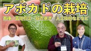 「アボカド大臣」の画像検索結果