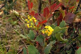Attēlu rezultāti vaicājumam “Mahonia aquifolium flower”