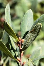 Attēlu rezultāti vaicājumam “Myrica gale leaf”