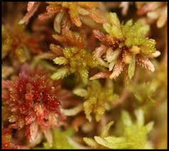 Attēlu rezultāti vaicājumam “Breidleria pratensis”