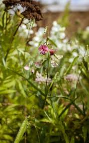 Attēlu rezultāti vaicājumam “Lathyrus sylvestris leaf”