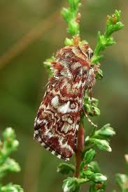 Attēlu rezultāti vaicājumam “Anarta myrtilli larva”
