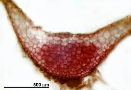 Attēlu rezultāti vaicājumam “Pellia epiphylla”