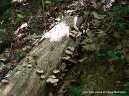 Attēlu rezultāti vaicājumam “Lentinellus ursinus”