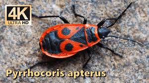Attēlu rezultāti vaicājumam “Pyrrhocoris apterus”