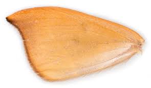 Attēlu rezultāti vaicājumam “Watsonalla binaria”