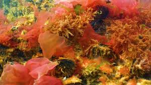 Attēlu rezultāti vaicājumam “Ceramium sp.”