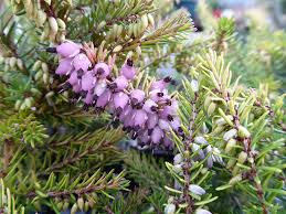 Attēlu rezultāti vaicājumam “Erica x darleyensis”