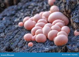 Attēlu rezultāti vaicājumam “Lycogala exiguum aggr. young”