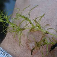 Attēlu rezultāti vaicājumam “Najas flexilis”