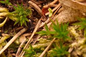 Attēlu rezultāti vaicājumam “Notiophilus palustris”