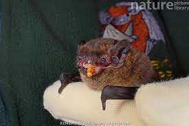 Attēlu rezultāti vaicājumam “Nyctalus leisleri”