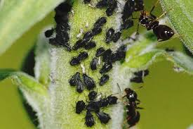 Attēlu rezultāti vaicājumam “Aphis jacobaeae”