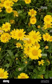 Image result for Chrysanthemum segetum