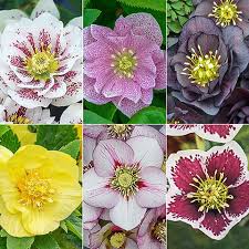 Attēlu rezultāti vaicājumam “Helleborus niger flower”