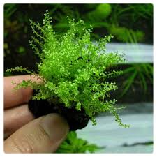 Attēlu rezultāti vaicājumam “Plagiomnium affine”