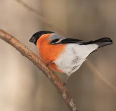 Attēlu rezultāti vaicājumam “Pyrrhula pyrrhula”