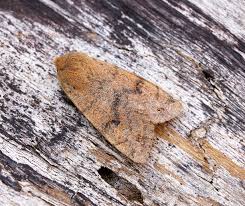 Attēlu rezultāti vaicājumam “Orthosia munda”