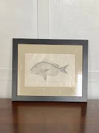 Image result for Calamus bajonado