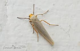 Attēlu rezultāti vaicājumam “Eilema griseola larva”