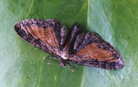 Attēlu rezultāti vaicājumam “Eupithecia icterata”