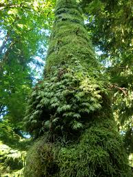 Attēlu rezultāti vaicājumam “Hylocomium splendens sporophyte”