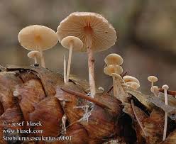 Attēlu rezultāti vaicājumam “Strobilurus esculentus”