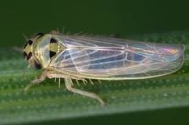 Attēlu rezultāti vaicājumam “Macrosteles sp. imago”