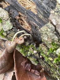 Attēlu rezultāti vaicājumam “Lycogala leopardinum macro”