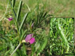 Attēlu rezultāti vaicājumam “Vicia angustifolia leaf”