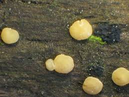 Attēlu rezultāti vaicājumam “Hymenoscyphus imberbis”